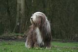 BEARDED COLLIE 302